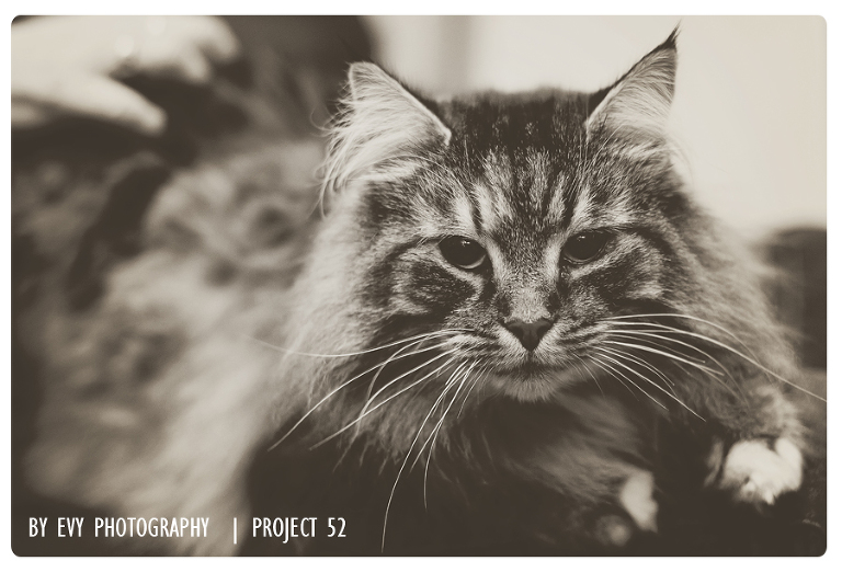 By Evy Photography | Mara my cat